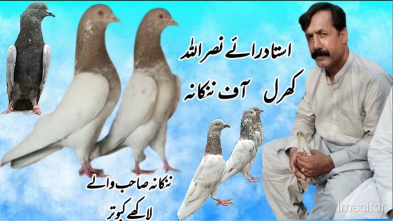 رأے نصرکھرل آف ننکانہ صاحب کے لاجواب لاکھے کبوترو کا شوک 