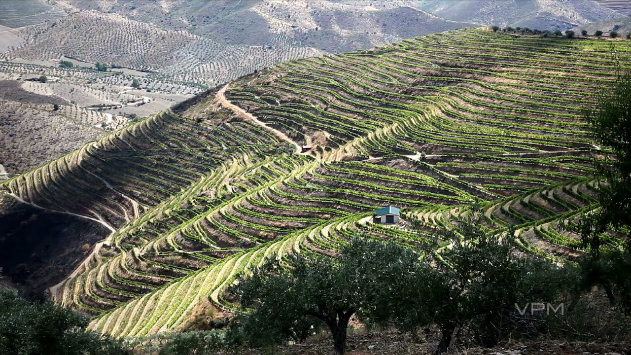 Vinícola CARM na região do Douro Superior - Portugal