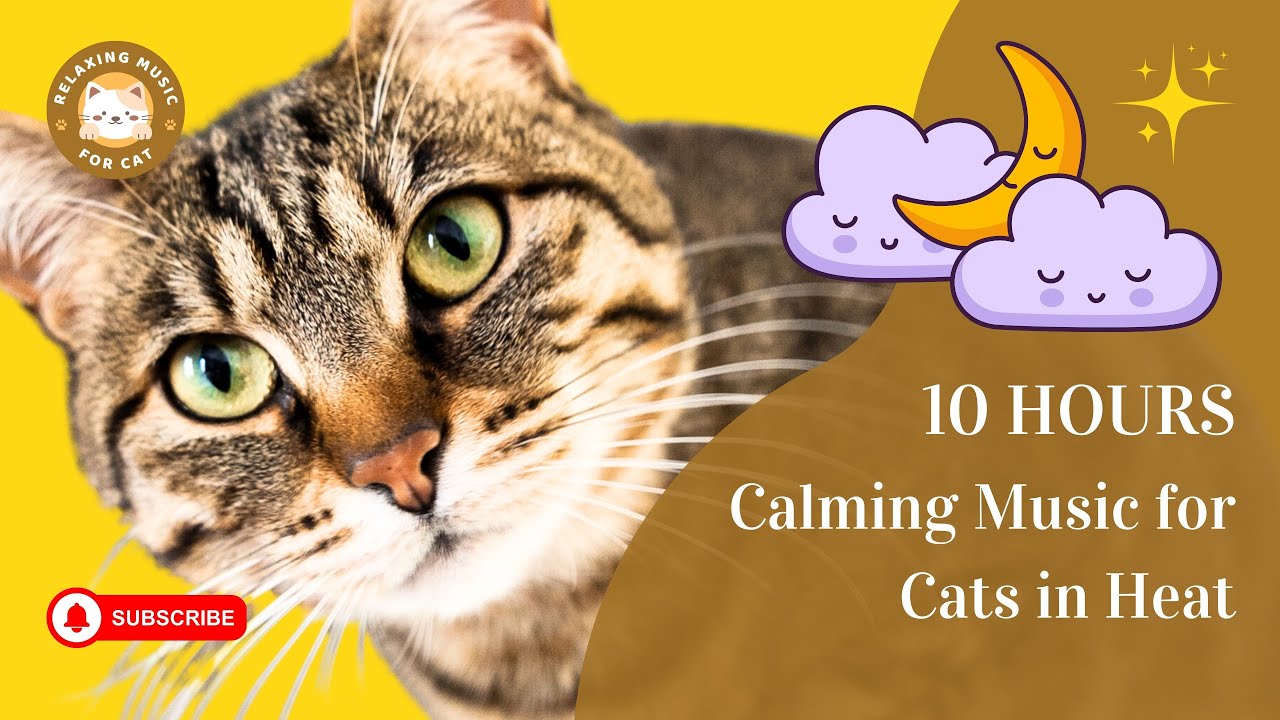 Calming Music for Cats in Heat 10 Hours 🎵 Relaxing Music for Cat 🐾