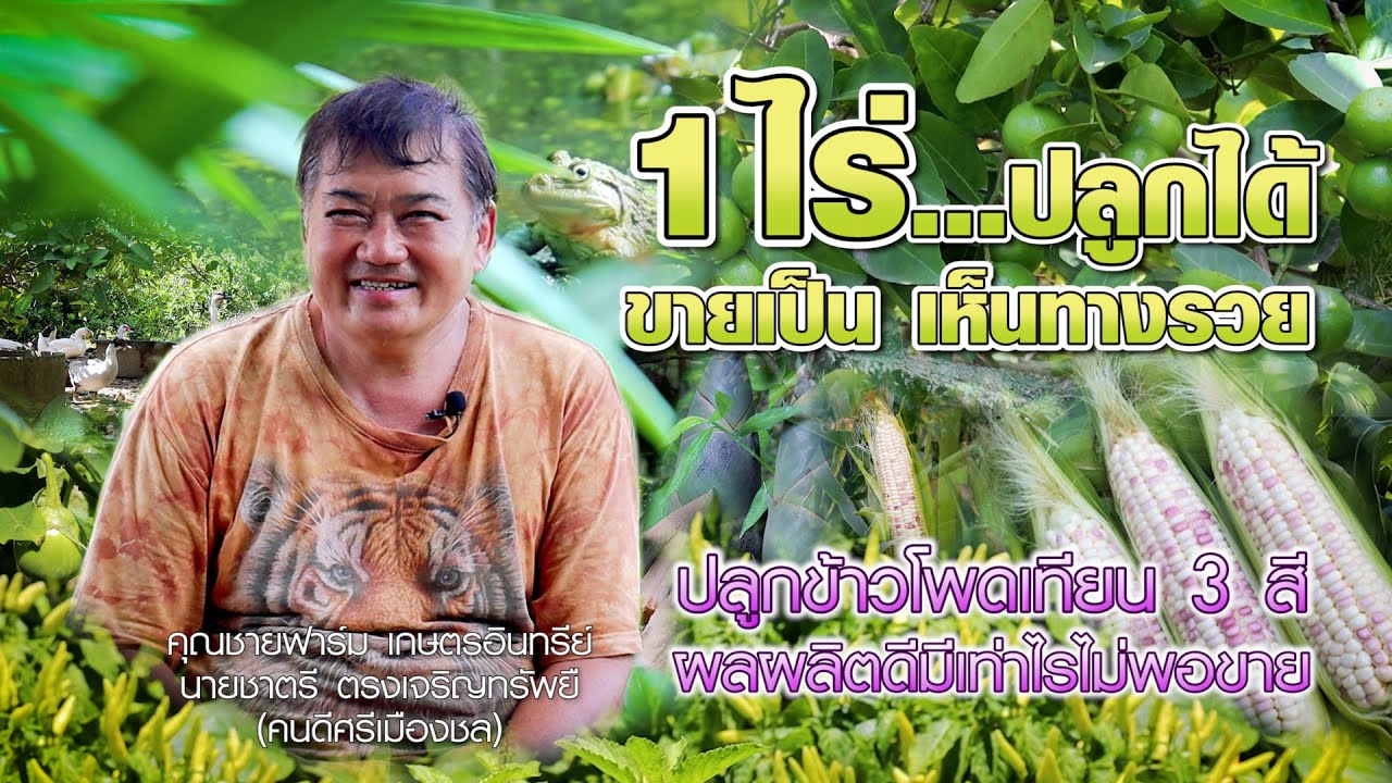 1ไร่...ปลูกได้ ขายเป็น เห็นทางรวย #เกษตรอารมณ์ดี