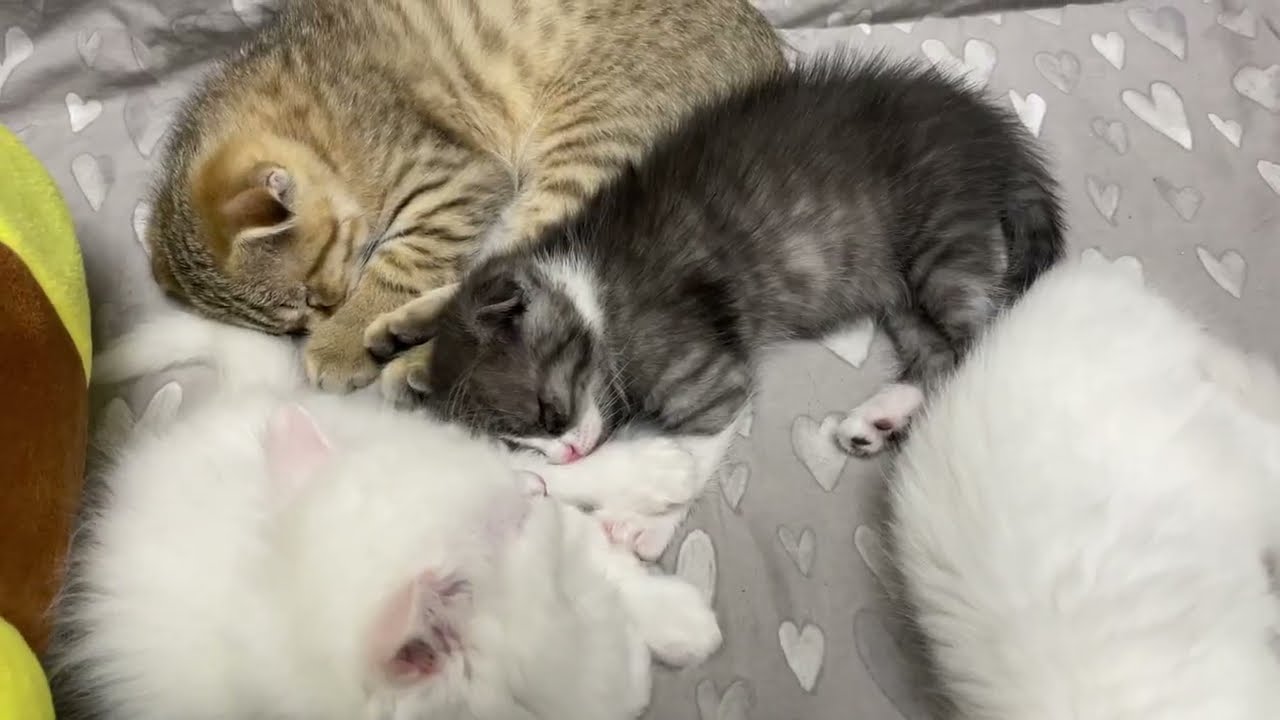 Смотрите на спящих котиков 😅