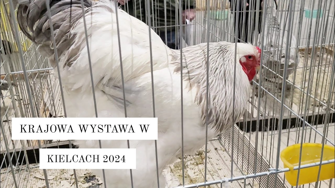 Krajowa Wystawa w Kielcach 2024