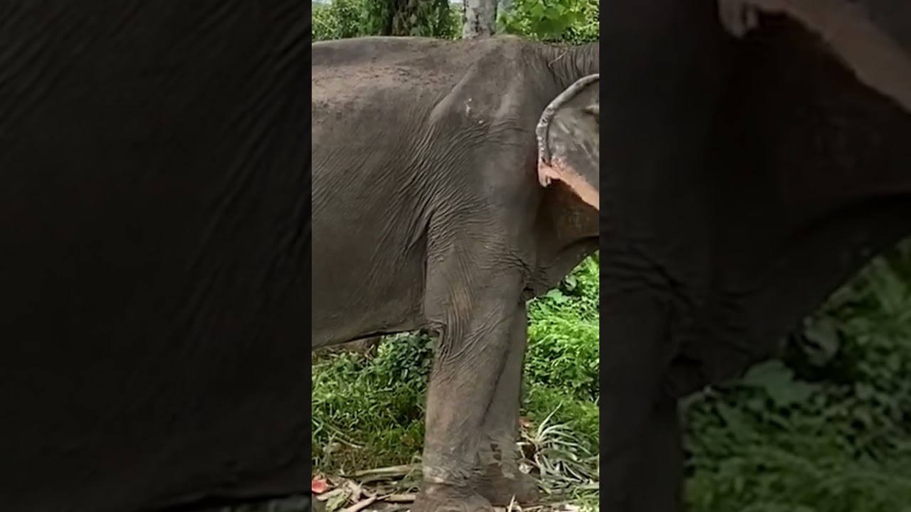 Elephant | relaxing video | 