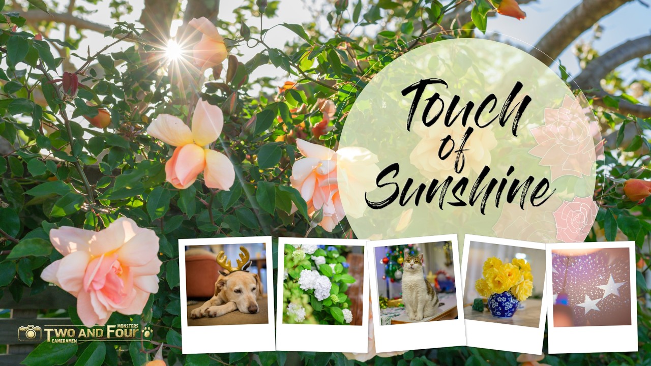 Touch of Sunshine - Celebrating Summer