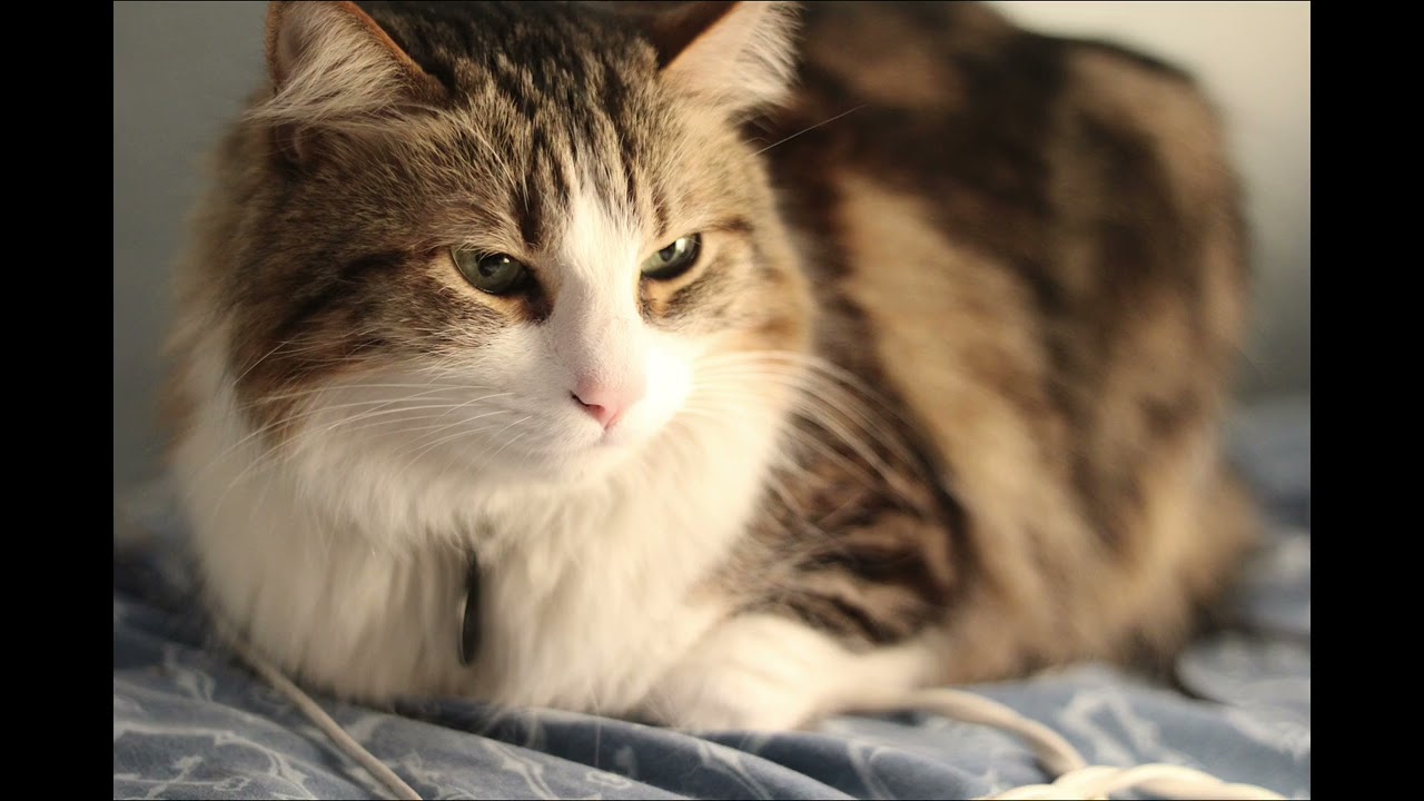 Estrellita Manuel M. Ponce/Arr. Heifetz