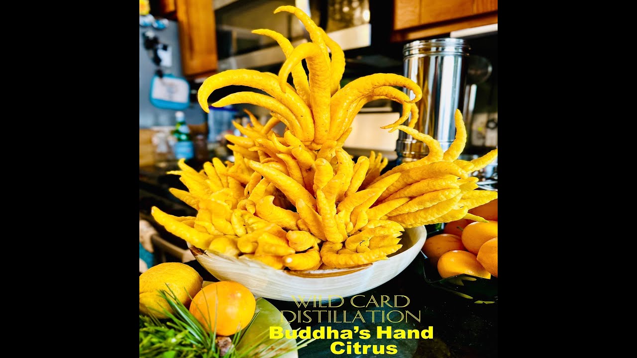 How To Distill Buddha’s Hand Citrus: California Wild Card Distillation