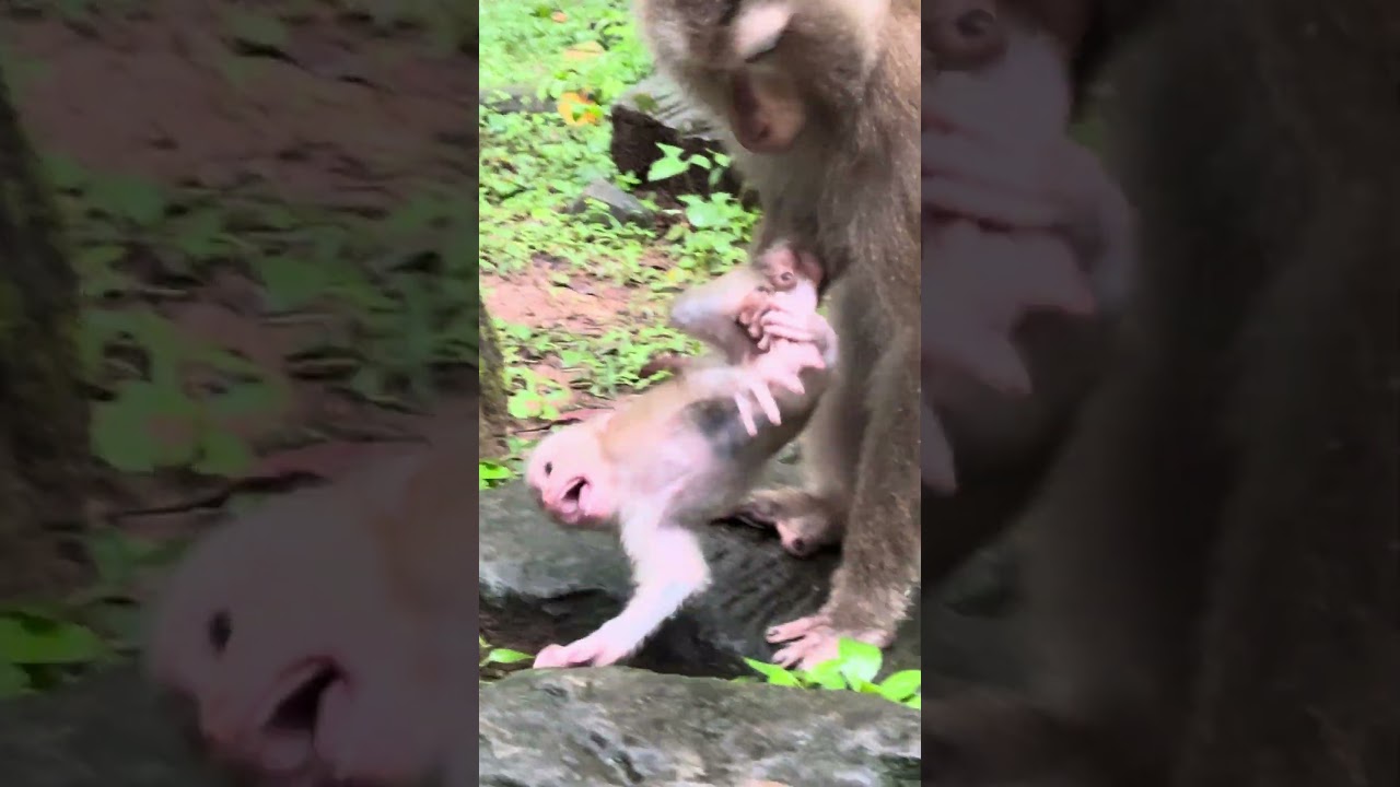 Watch This Baby Monkey Explore for the First Time!