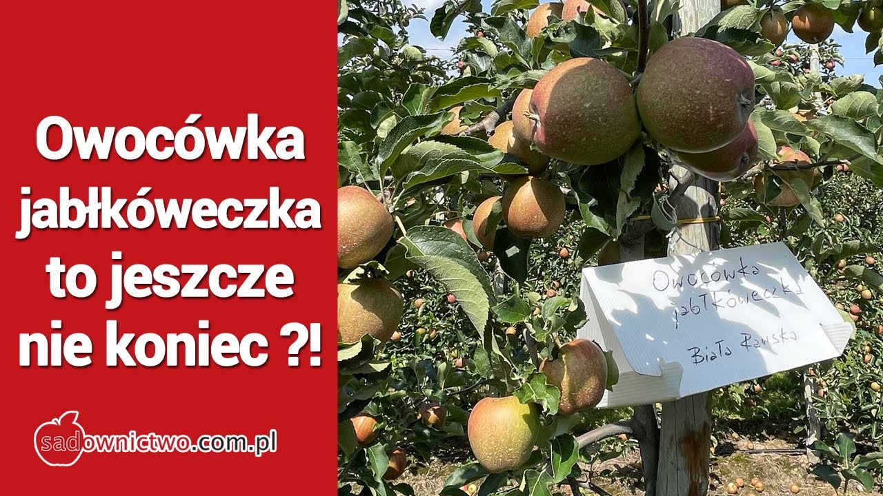 Owoc&oacute;wka jabłk&oacute;weczka to jeszcze nie koniec ?! - Sad Pronutiva - Cezary Rokicki cz.1/2