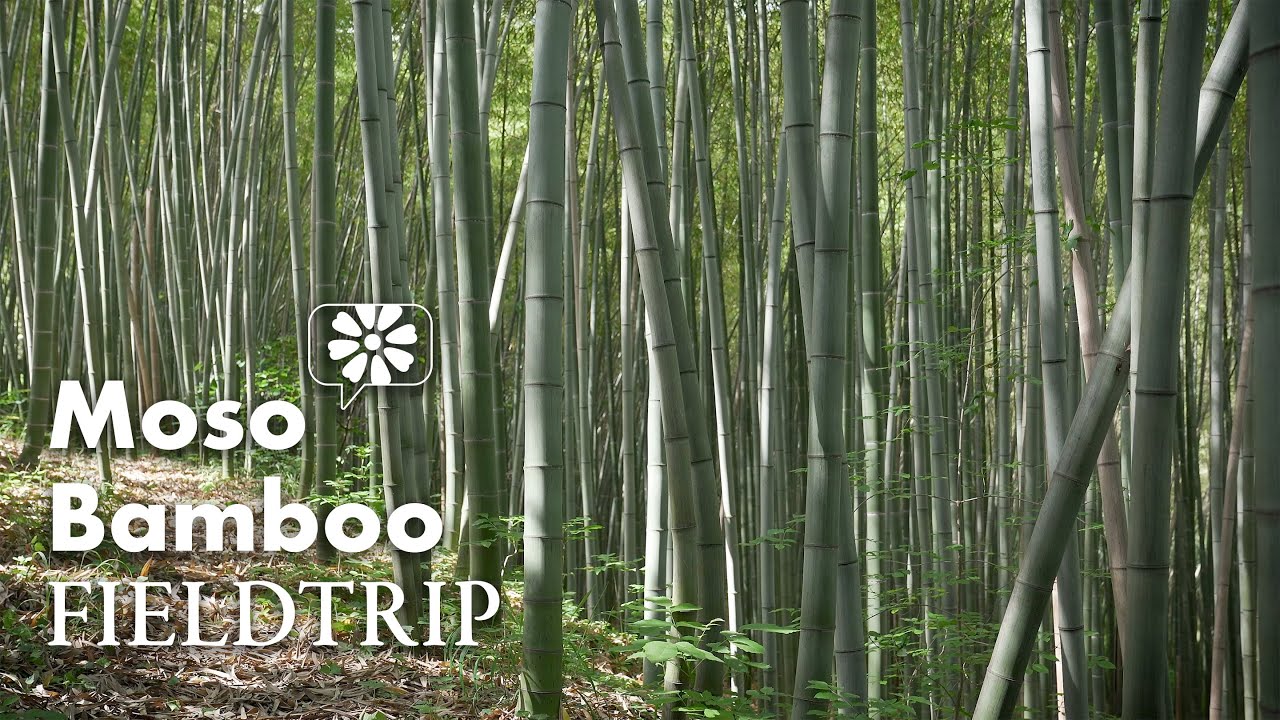 FIELDTRIP: Moso Bamboo in Italy