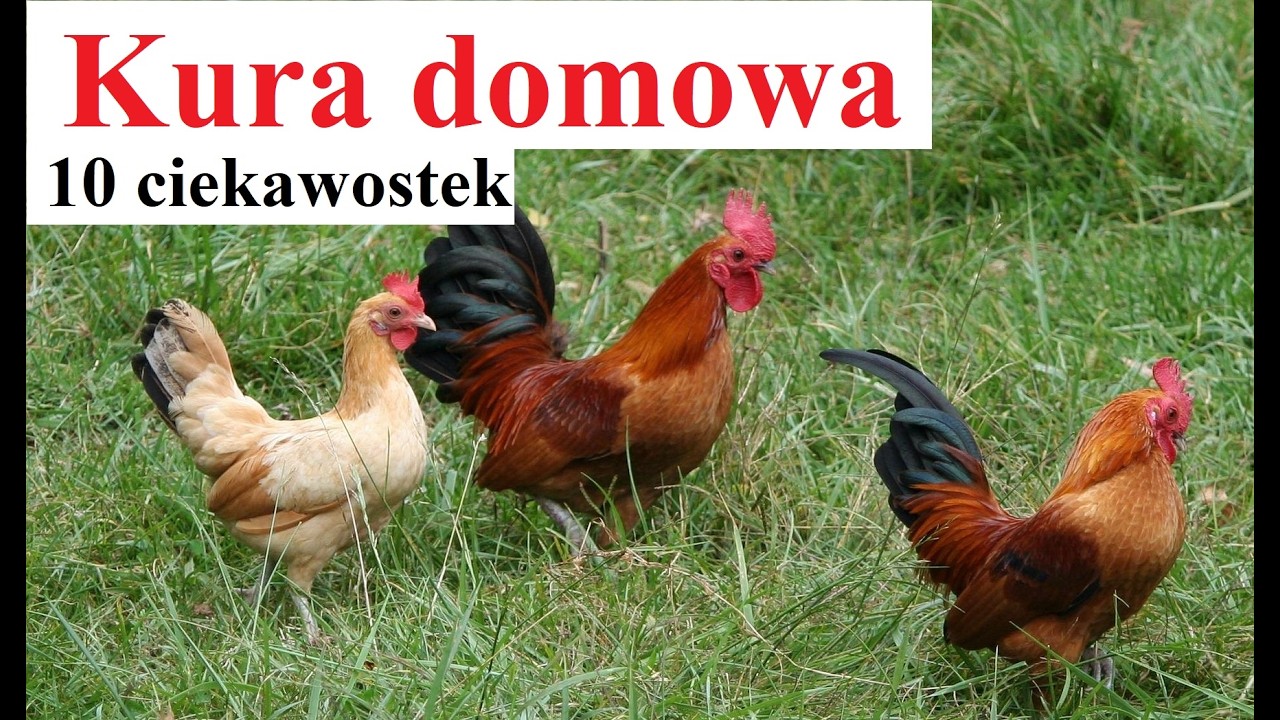 Kura domowa - 10 ciekawostek