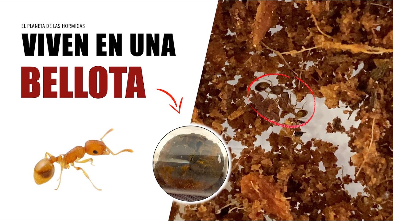 ¡ESTAS HORMIGAS VIVEN EN UNA BELLOTA! - MUDANZA TEMNOTHORAX NYLANDERI - EL PLANETA DE LAS HORMIGAS