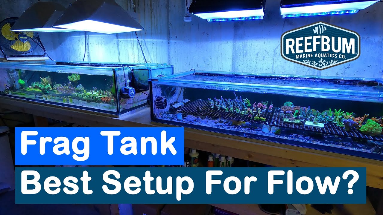 Frag Tank — лучшая настройка для Flow?