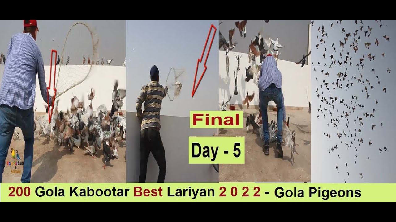 200 Gola Kabootar Best Lariyan 2022 - Gola Pigeons LOFT in Pakistan - Day - 5
