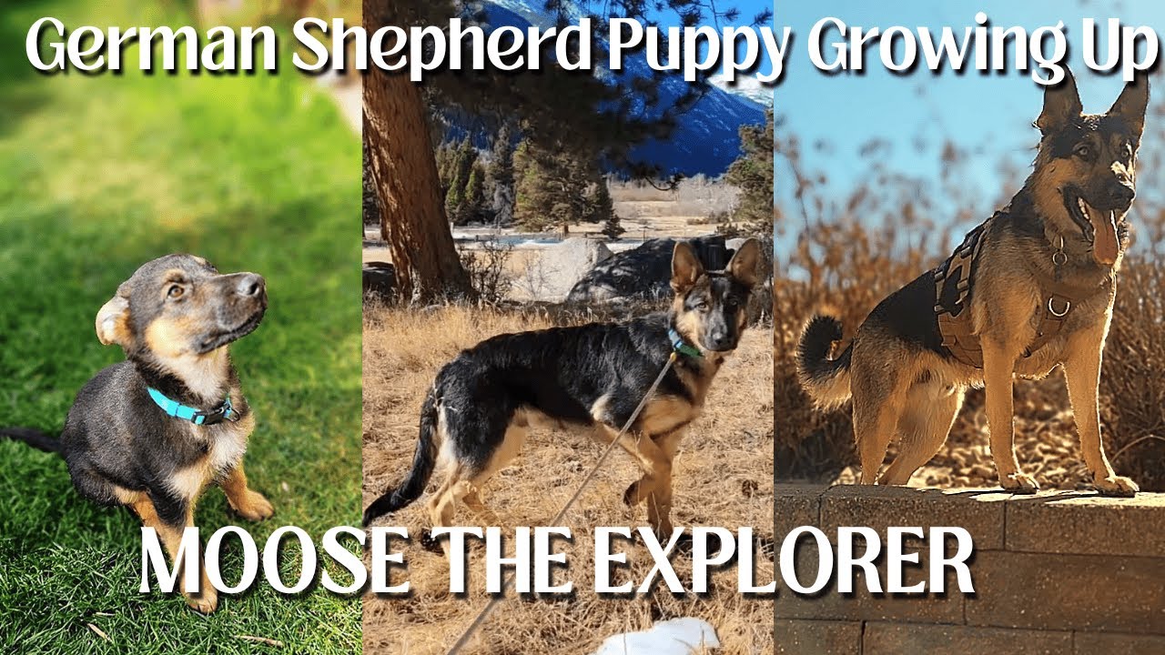 GERMAN SHEPHERD Puppy Growing up 8-WEEK to 1 YEAR and half