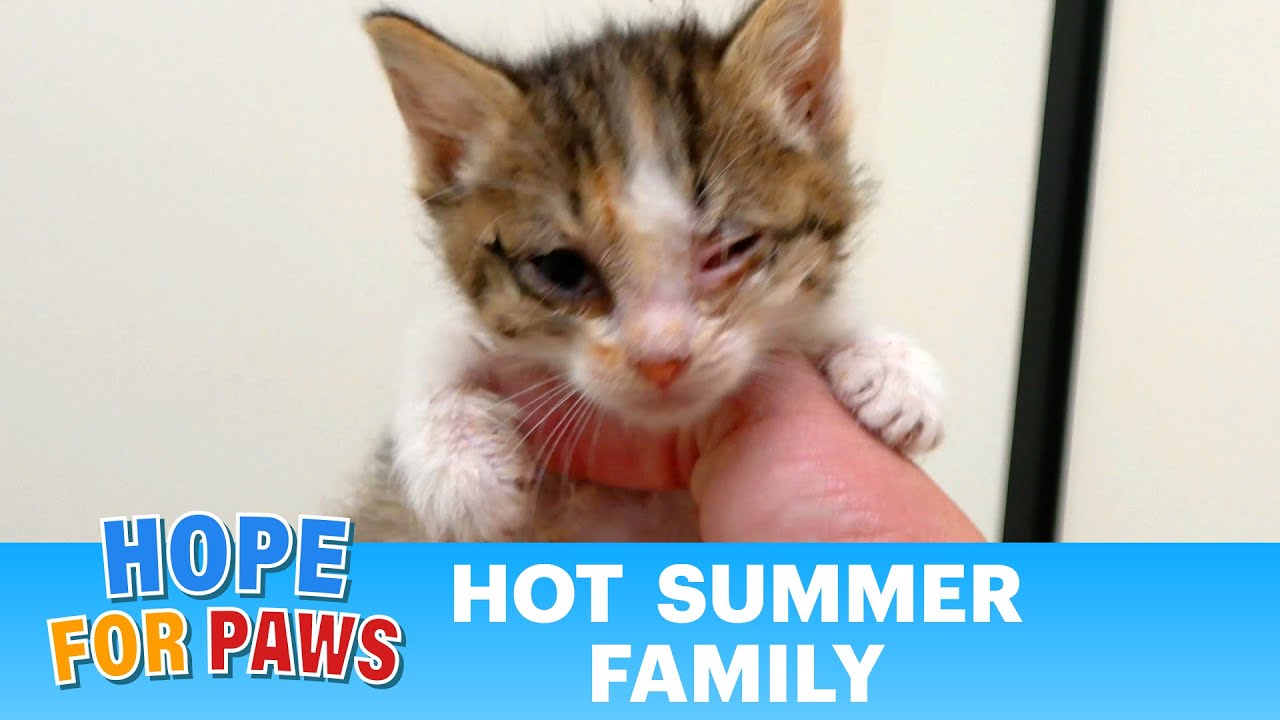 Frightened kittens were happy to be rescued by Hope For Paws - life is good now! 😻 #kittenrescue