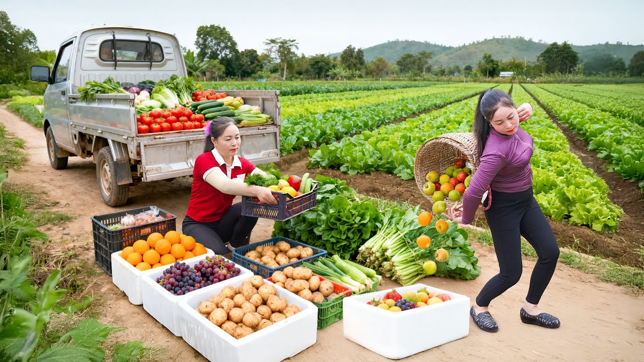 Harvesting Fresh Vegetables & Fruits, Use Trucks To Transport Go To Market Sell | Farm Farm TV