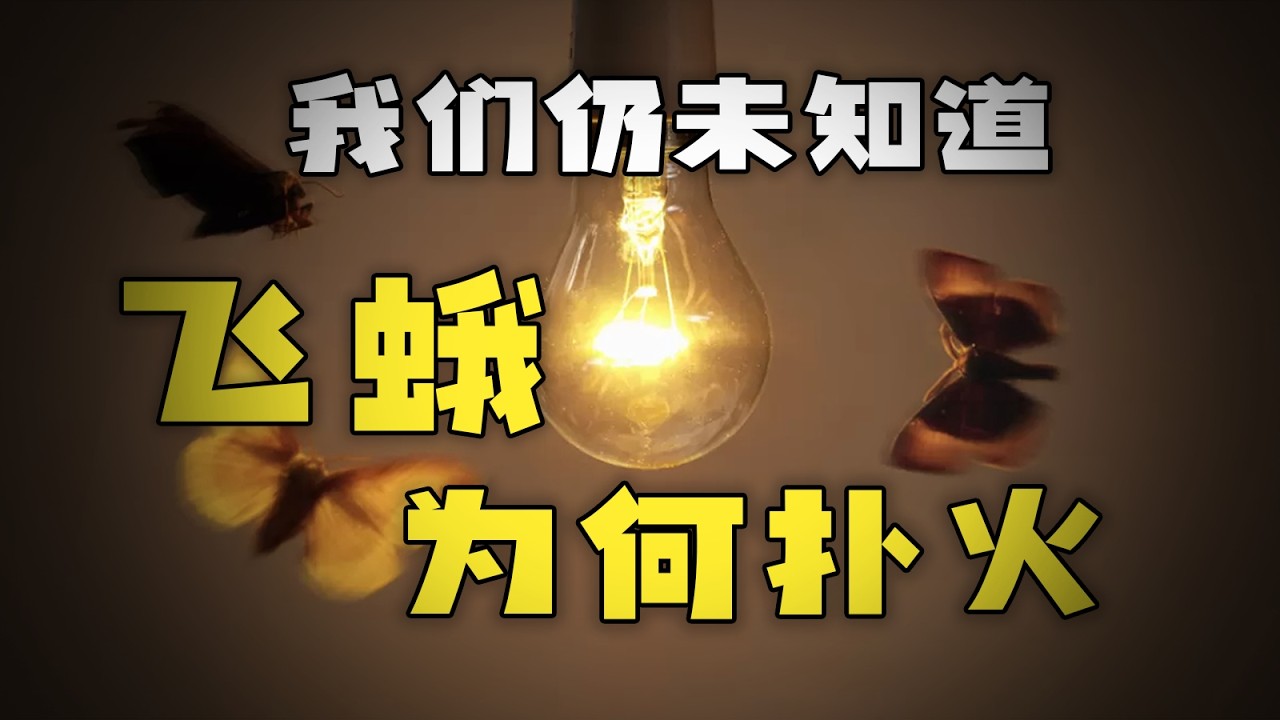 【鬼谷闲谈】我们仍未知道飞蛾为何扑火