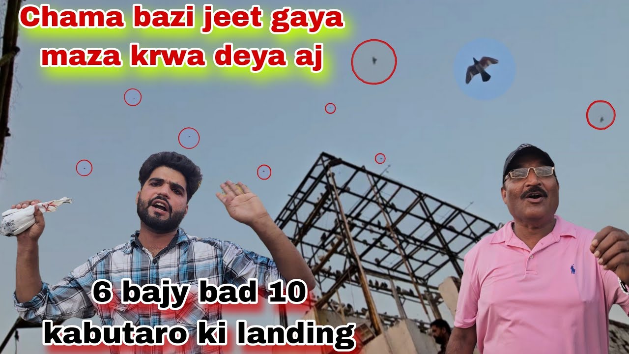 Chama bazi jeet gaya😮10 kabutaro ki raat ki landing baray kabutar bara damaka