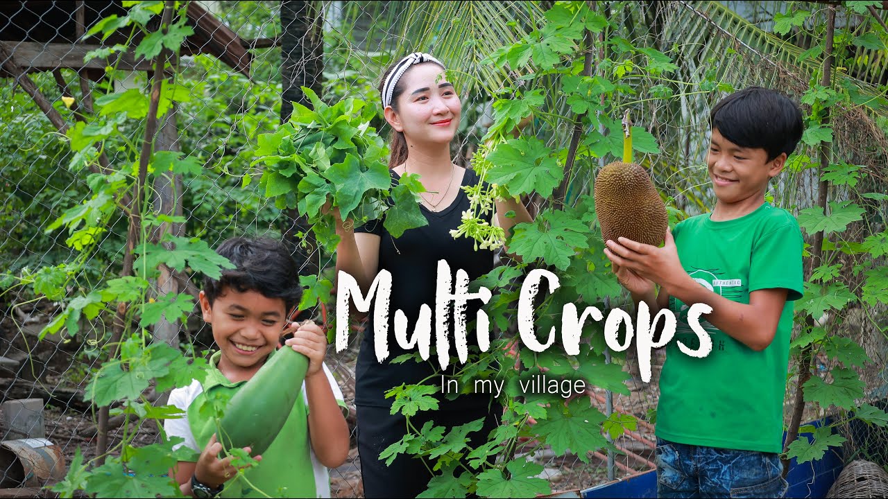 Multi crops collecting for special cook | Bitter gourd growing | Fresh multi crops in my village