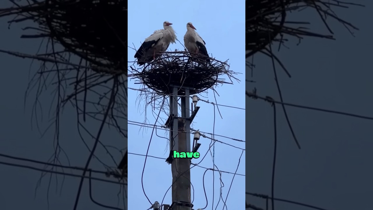 White Stork: Where is my home ?#love #heartwarming #animals #cute