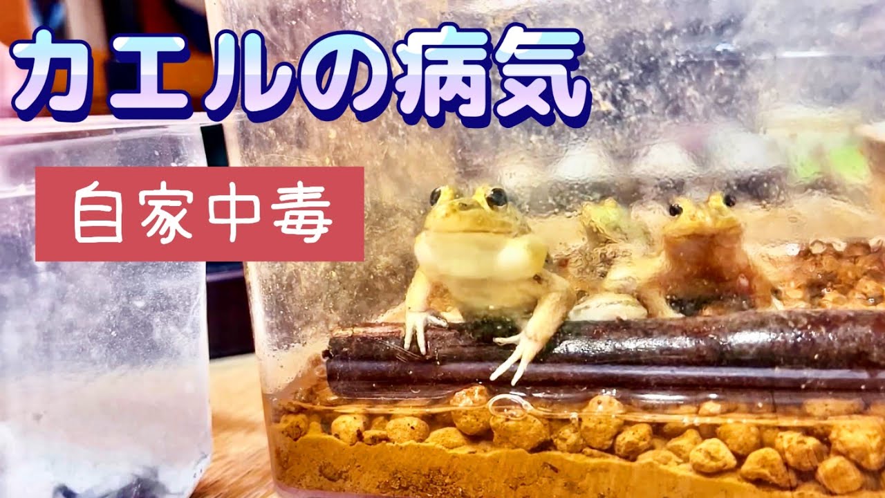 自家中毒だったトノサマガエルを完治させました【 カエルの治療 】