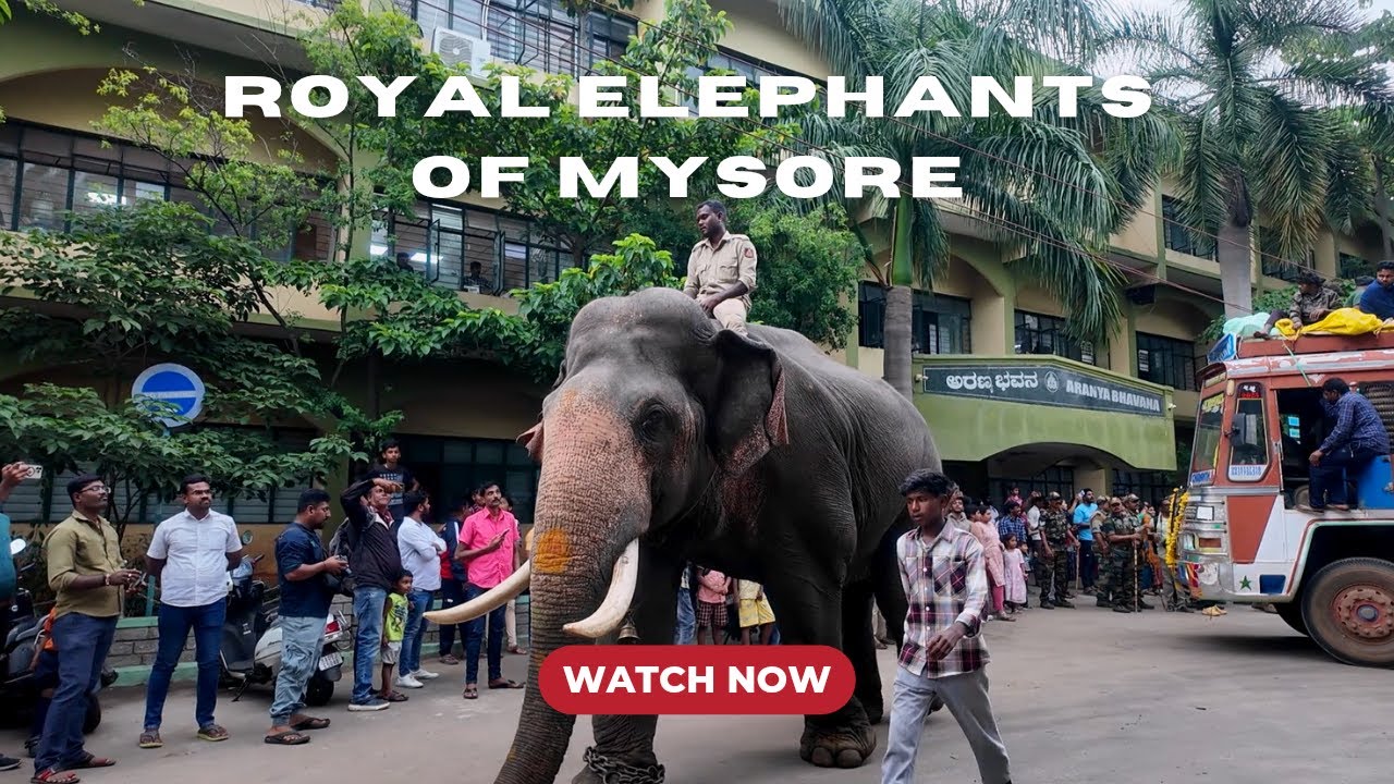 Meet The Royal Giants, Mysore Dasara Elephants 2025