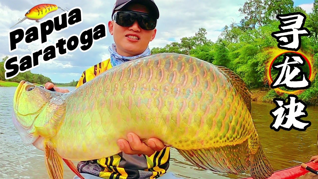 (EP94)巴布亚寻龙记，章之二，就是要钓到你！Indonesia Papua Merauke,Golden Arowana,Fish On