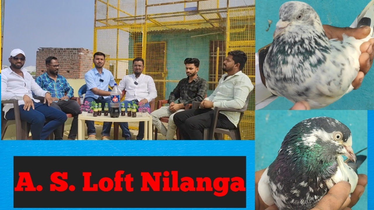 💖A. S.Pigeon Loft  Nilanga🕊️