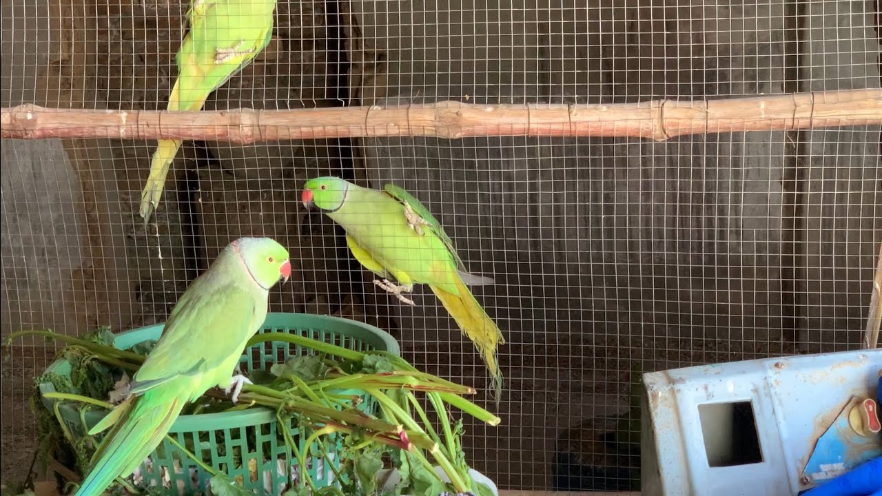 Talking green parrots ring neck talking parrots 