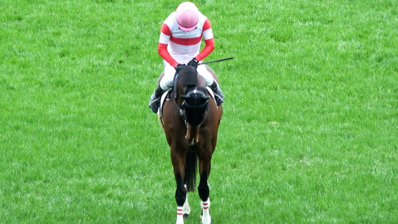 【藤岡佑介】騎手 最後の騎乗でレース後馬上からファンへ挨拶‼ 馬も一緒に頭を下げる 現地映像 ダノンキラウェア