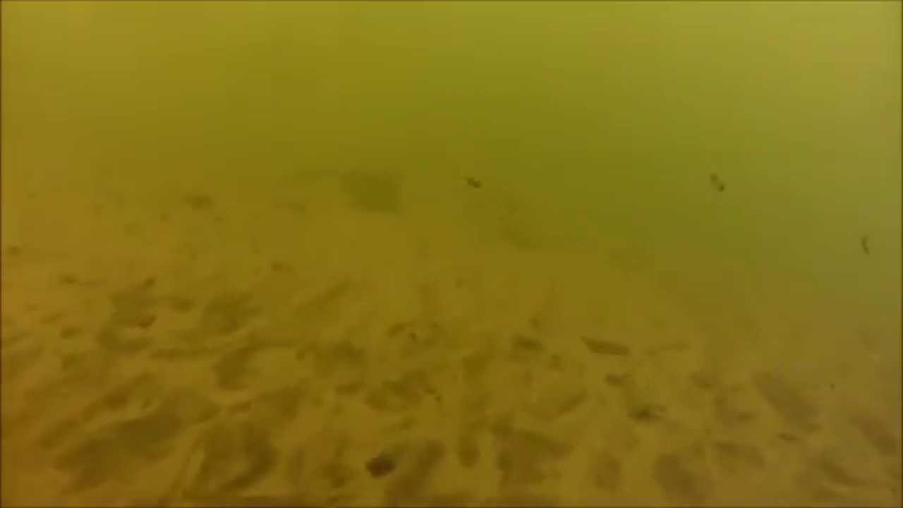 PINTADO no RIO - Agua Suja - Daniel Baptistella 03/2014