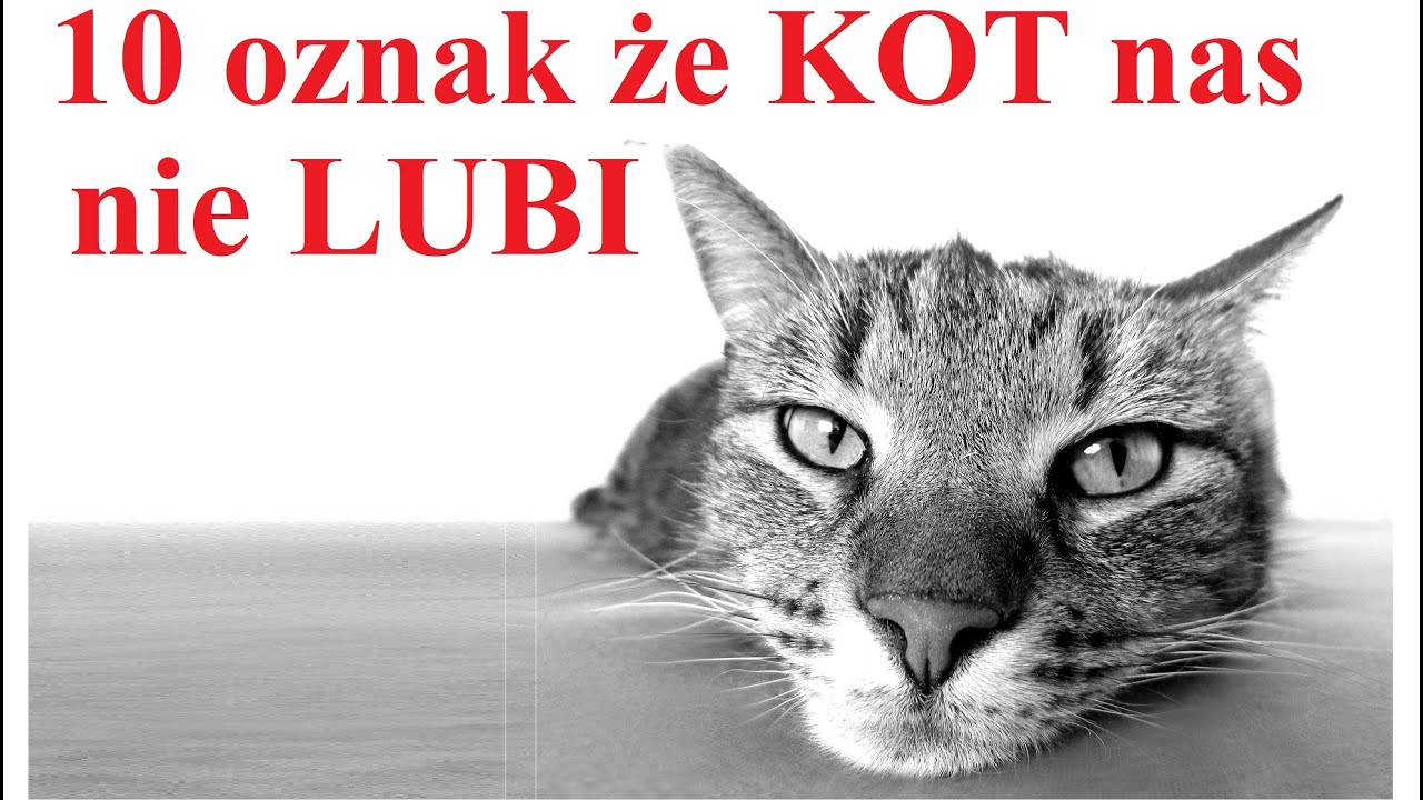 10 Oznak że KOT Cię nie Lubi