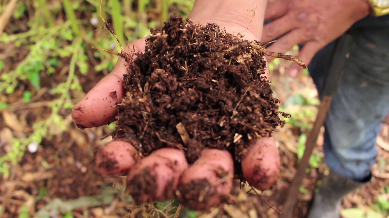 Proyecto CECI - PROCACHI: Buenas prácticas agrícolas en el cultivo del cardamomo