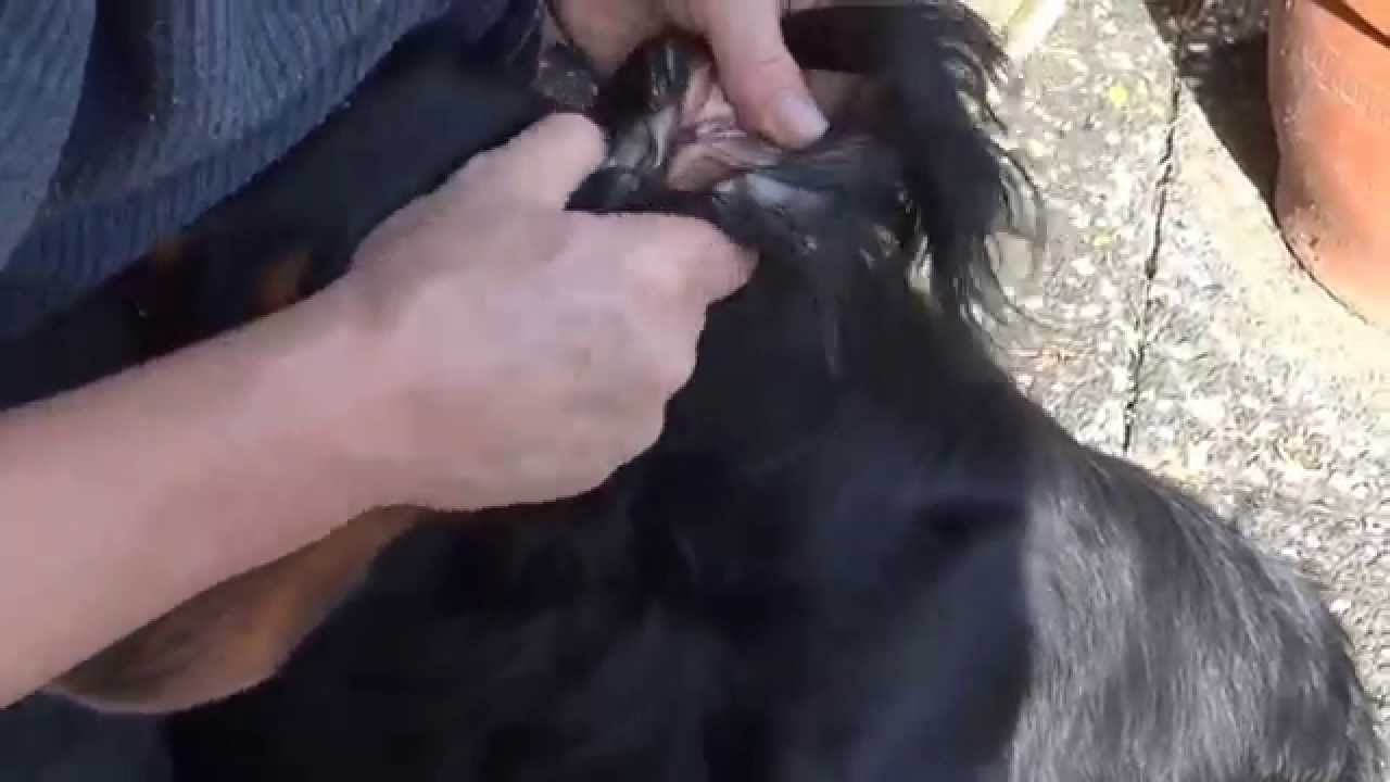 Wie reinigt man Hundeohren?