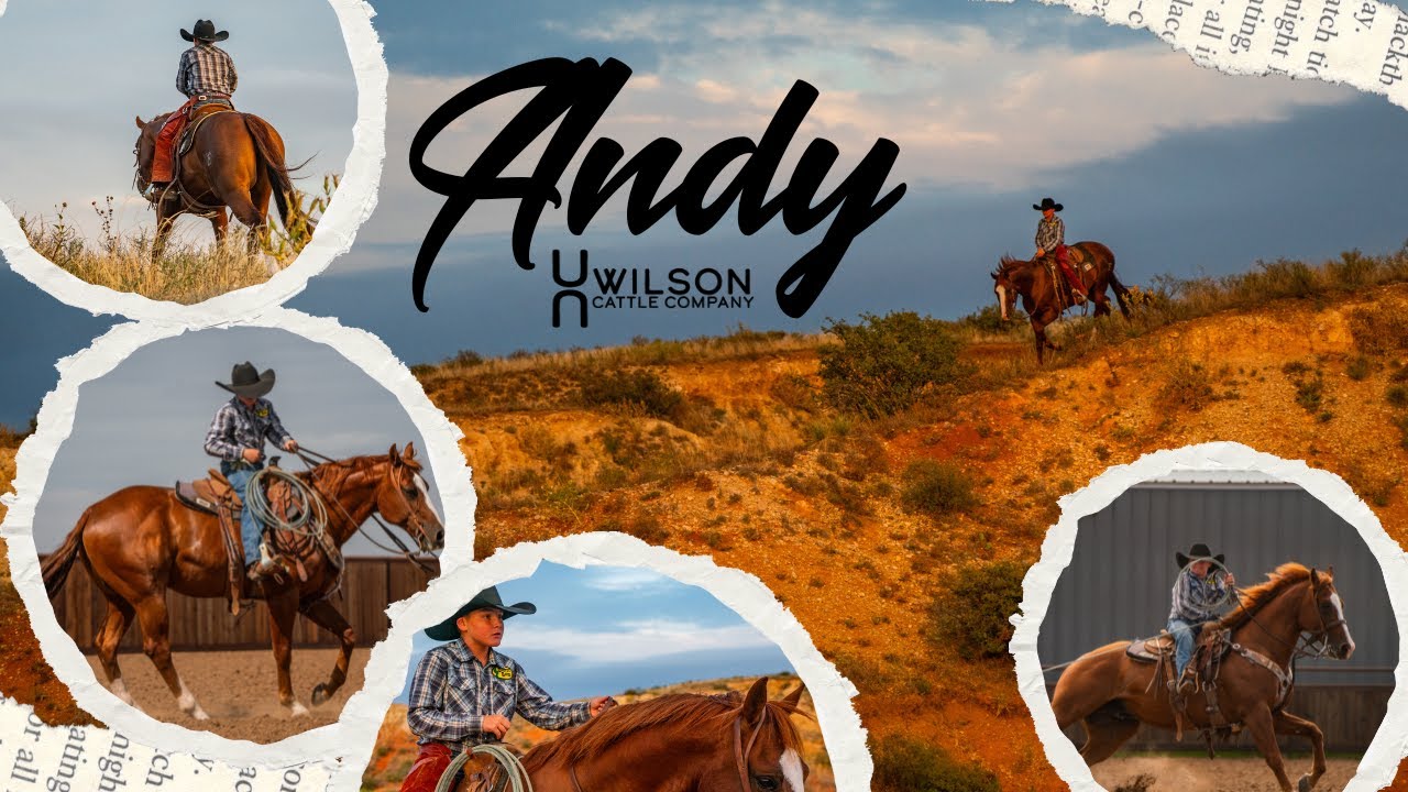 "Andy" - Wilson Cattle Co x HorseBid.com Nov. 2025