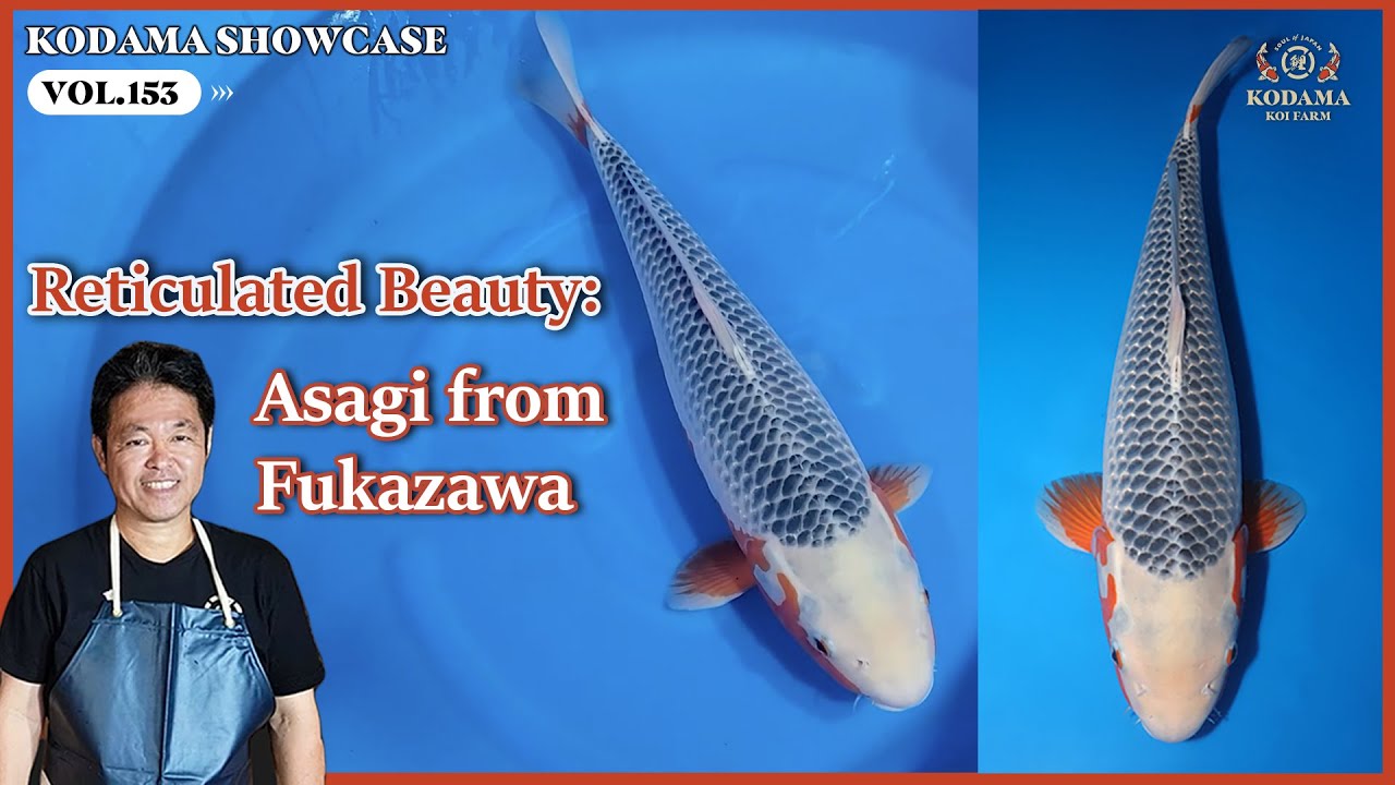 Kodama Showcase - Vol. 153 - Asagi