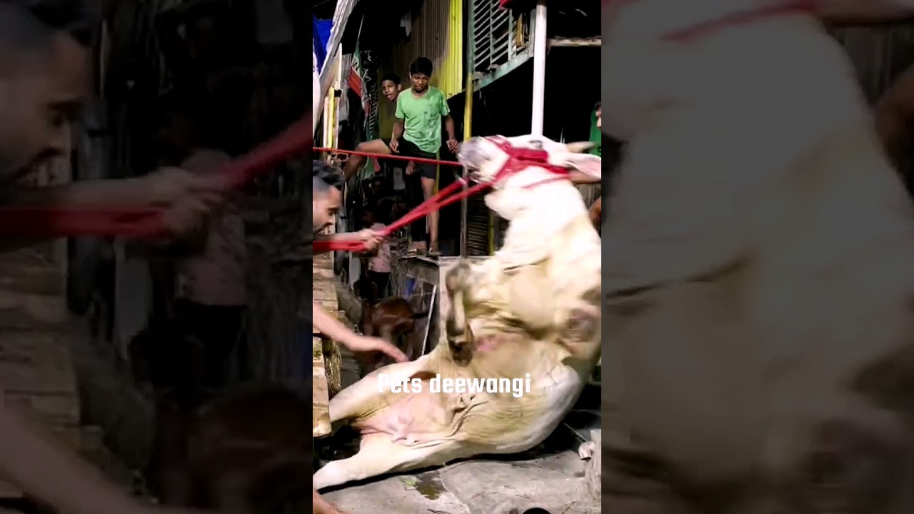 Cow fall from the truck angry cow unloading 2024 #angrycow #angrycowvideo #cowunloading #shorts #fyp