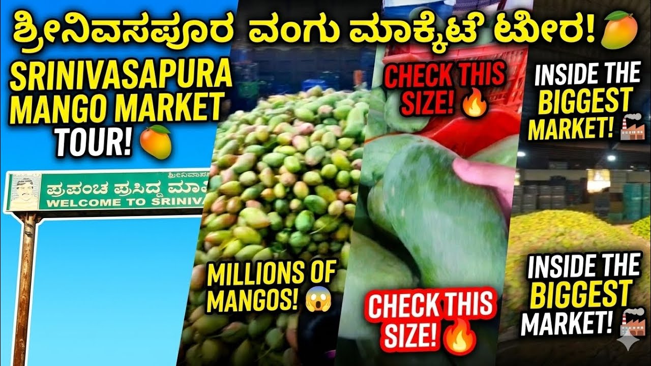 Srinivasapura The land of world famous Mango. Mango market/mandi