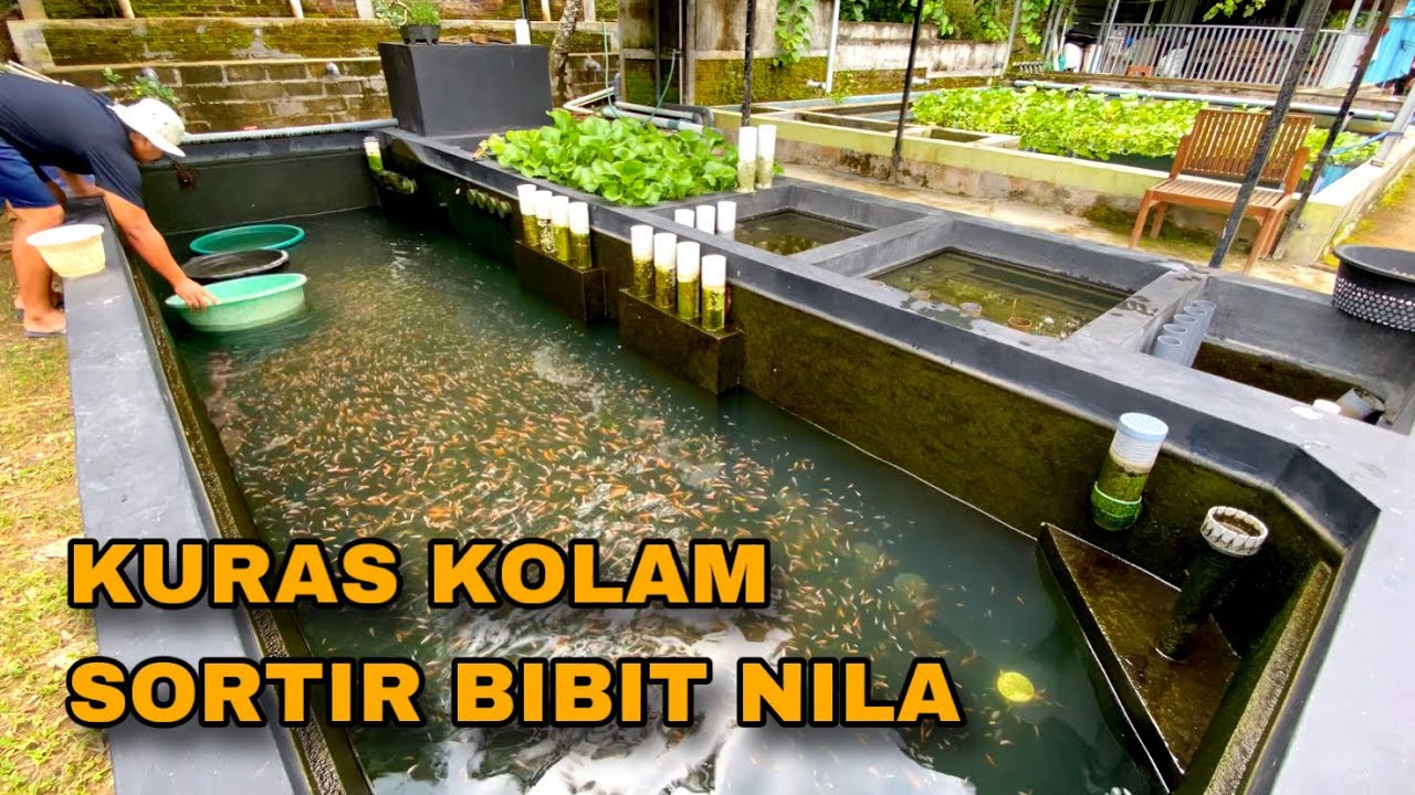 KURAS KOLAM RAS & SORTIR BIBIT NILA MERAH - Tips budidaya ikan nila rumahan di tahun 2026