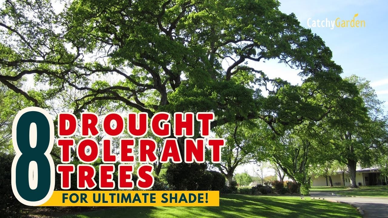 TOP 8 DROUGHT-TOLERANT TREES for ULTIMATE SHADE! ☀️🌳🌞 // Gardening Ideas