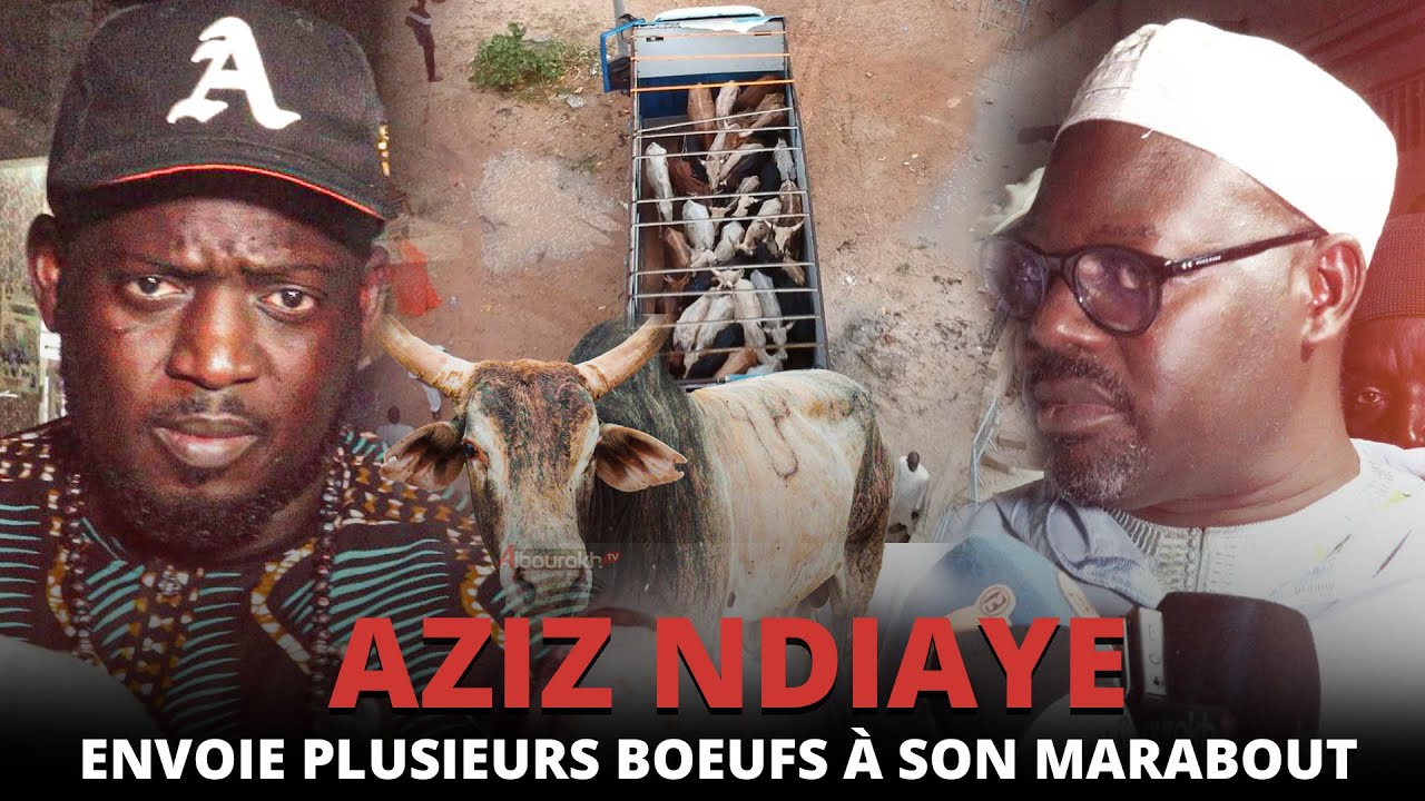 Aziz Ndiaye envoie plusieurs boeufs &agrave; son marabout qui fait des t&eacute;moignages poignants sur lui...