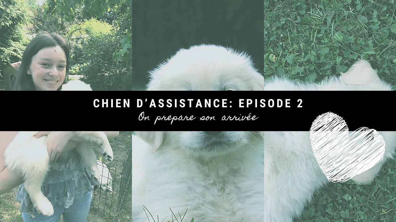 [CHIEN D’ASSISTANCE] épisode 2: On prépare son arrivée !
