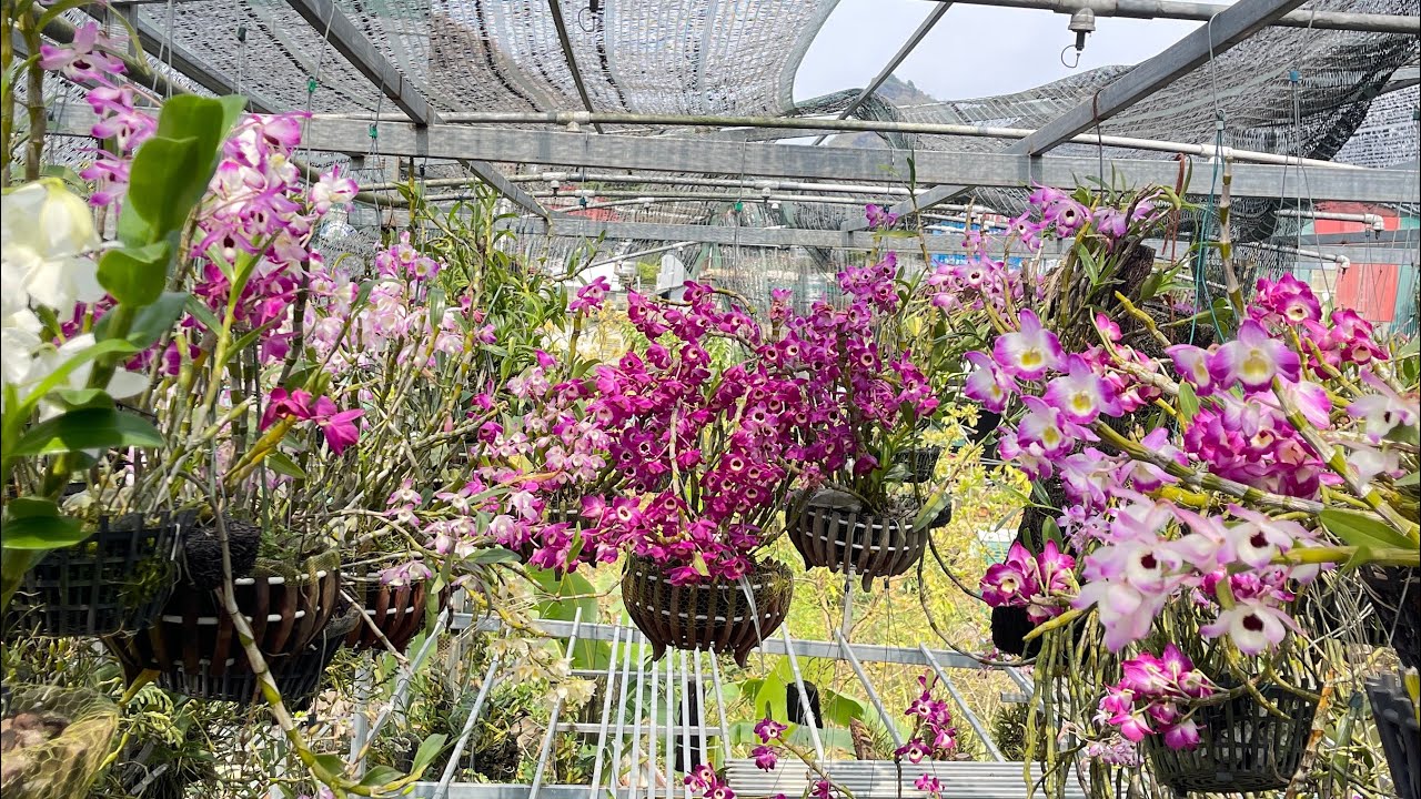 13/3 LAN RỪNG LAI CHÂU THUẦN ĐẸP 0969444668 #hoalandep #orchid #phonglan #xuhuongyoutube 