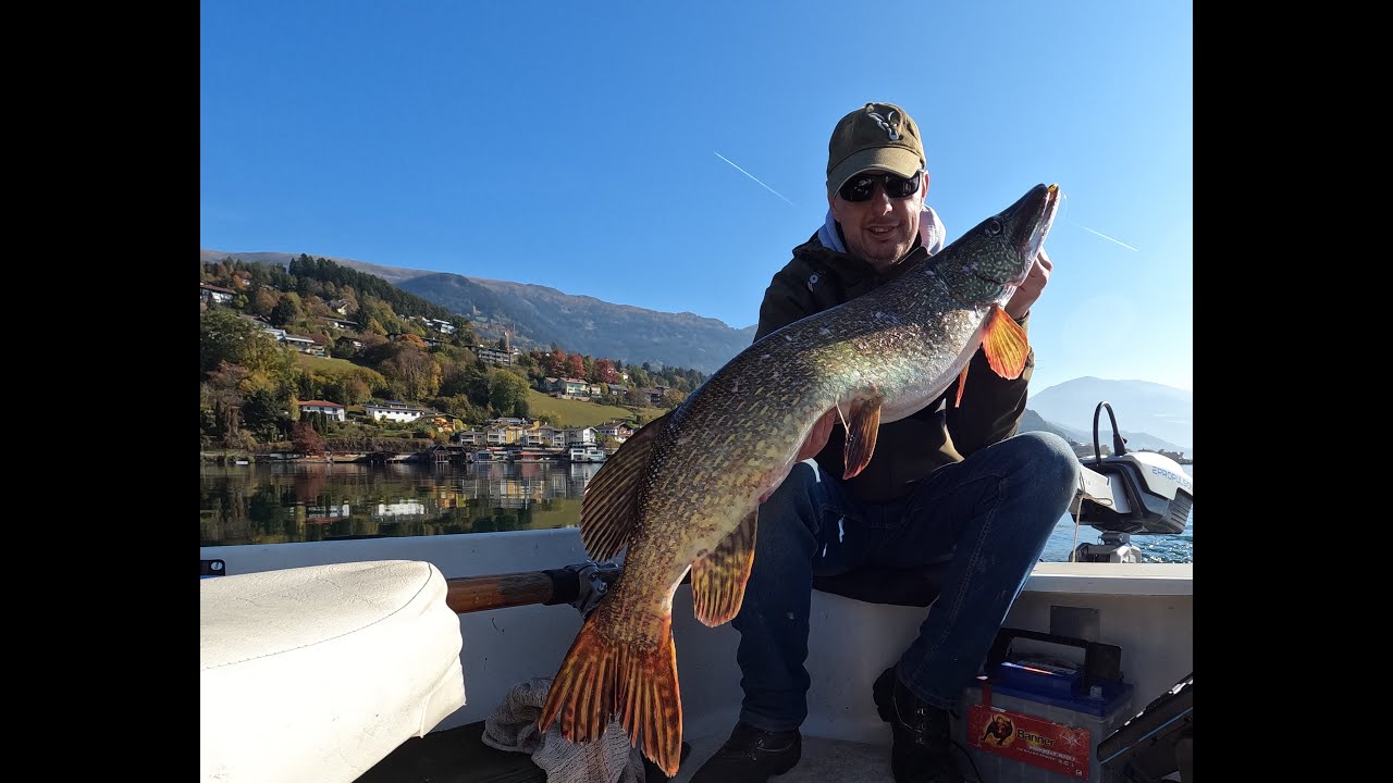 Meterhecht beim Barschfischen im Herbst /  Barschangeln / Hecht / Millstätter See/ Perch