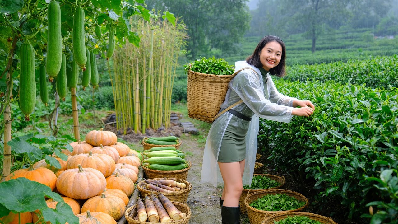 Leave The City – Young Girl Harvest Pumpkin, Luffa, Bamboo Shoots, Tea To Sell – Farm Life