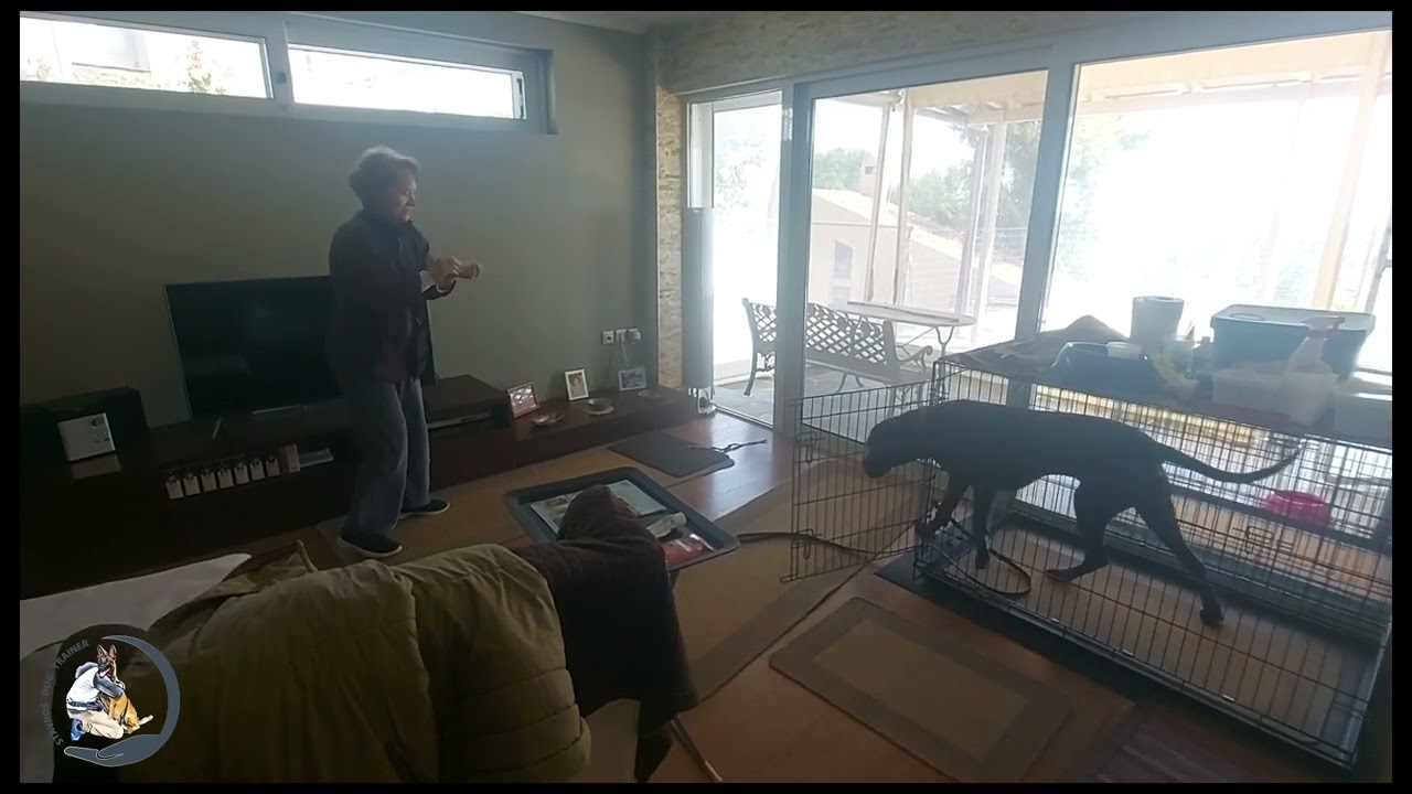 Cane Corso (Neda 3 ετών) εκπαίδευση και υπακοή μέσα στο σπίτι.