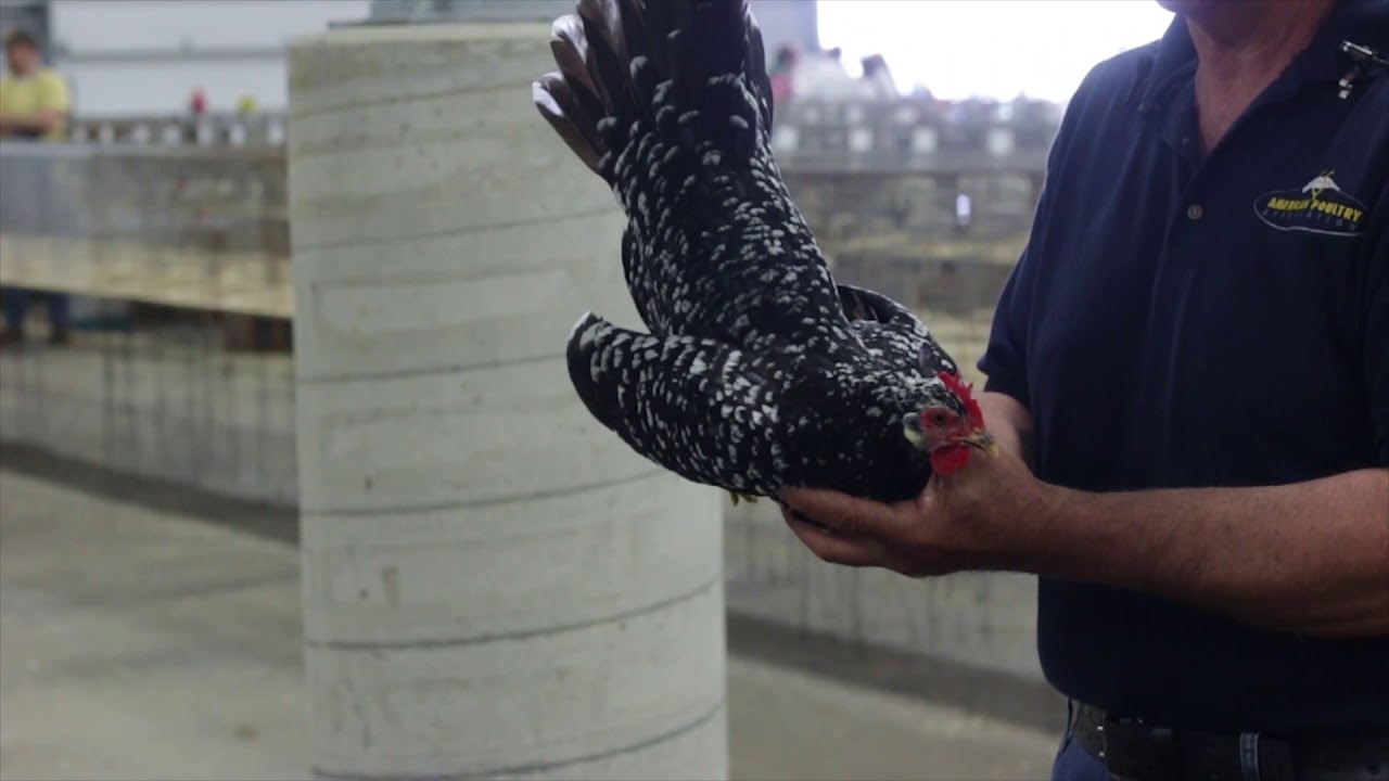Ancona (Large Fowl)