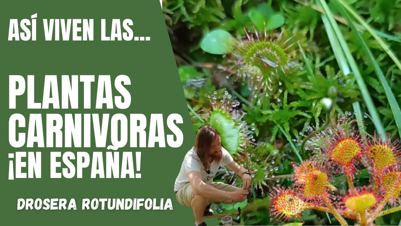 Plantas carnívoras en España | Drosera rotundifolia en libertad
