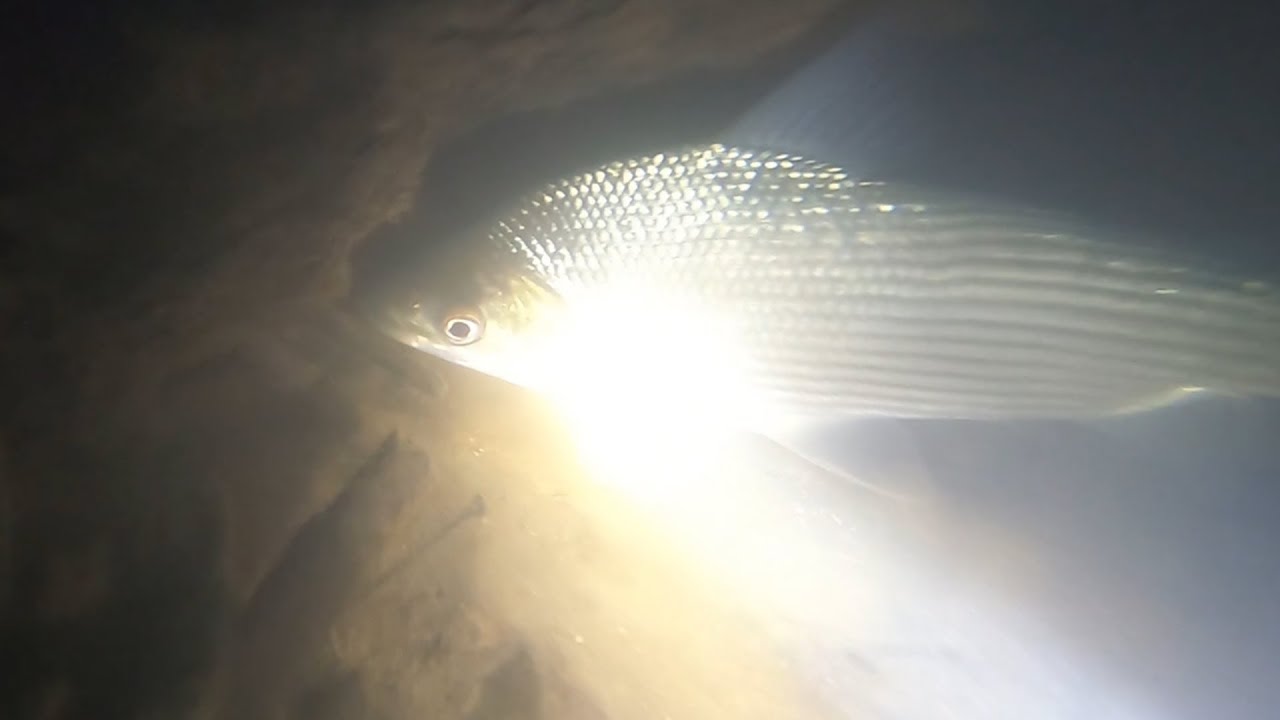 Nueva cámara Acuática / Pesca Con Arpon de día y de noche.