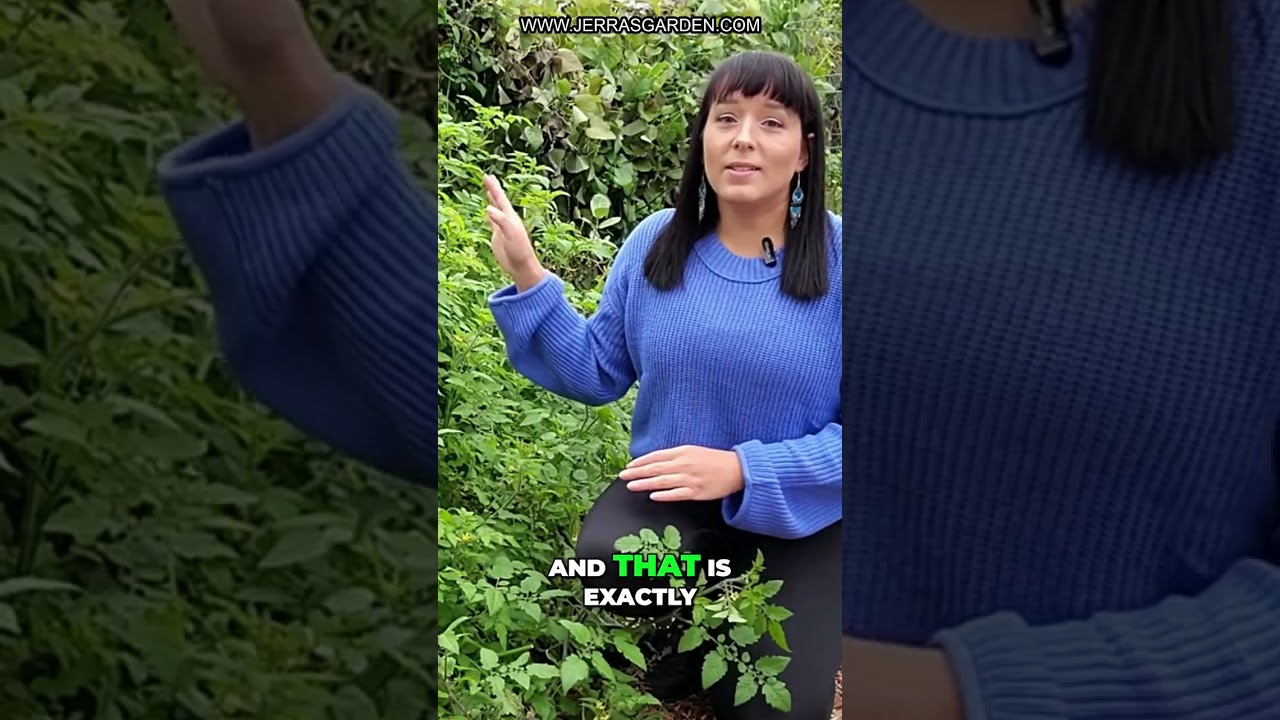 Growing Everglades Tomatoes: No Trellis Needed: Tips!